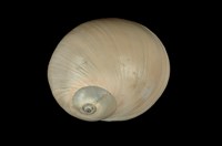 藏品(大玉螺)的圖片